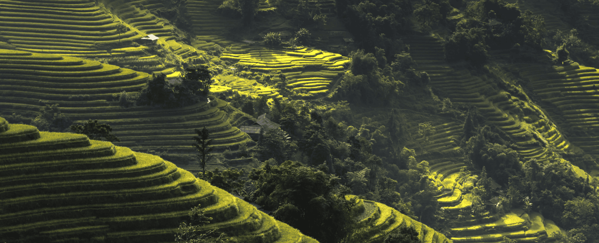 Terraced rice fields in Ha Giang
